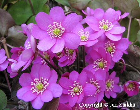Hepatica nobilis f. rosea, lehtosinivuokko